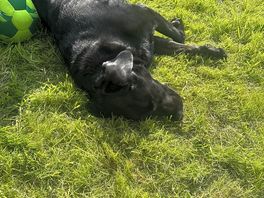 My doggy