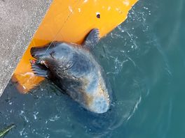 Seals at eyemouth