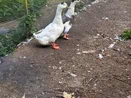 Ducks and chickens on site