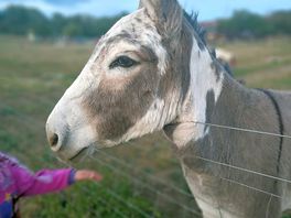 Friendly animals, my girls loved!