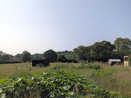 Pumpkin patch