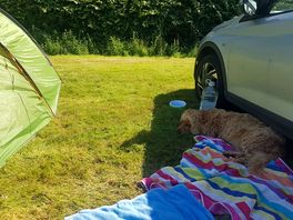My dog loved the space