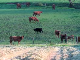 Just watching the cattle