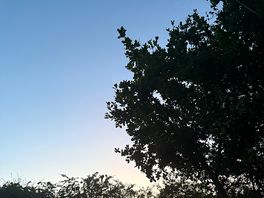 View from the tent.