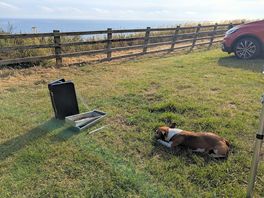 My dog likes this place