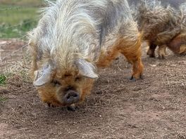 Pigs