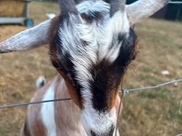 Farm animals