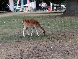 Close to a deer