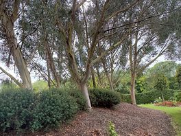 Trees