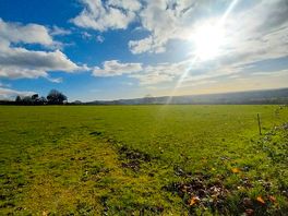 Glastonbury tor in the distance by the tree
