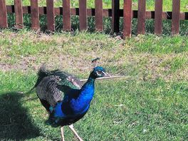 Lots of bird life around the site.