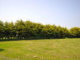 Grass pitches