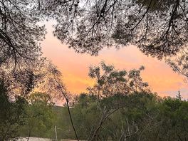 Tramonto visto dalla pineta