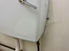 Spiders