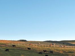 Cows