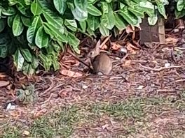 A rabbit right by our caravan