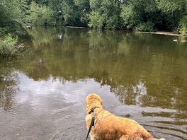 In the river in tenbury