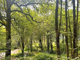 Forest behind camping pods
