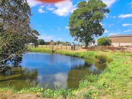 One of the ponds in the dog field