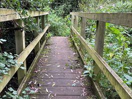 Bridge in the woods