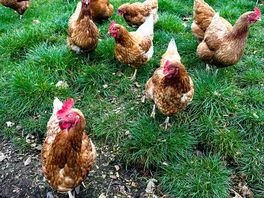 Chickens