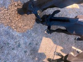 Cows feeding