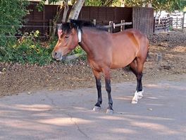 Pferd auf straße