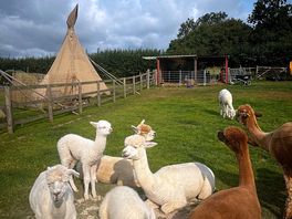 Alpacas!
