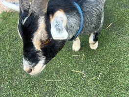 Free range goats