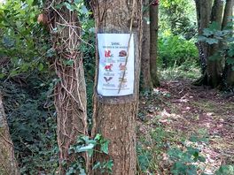Woods