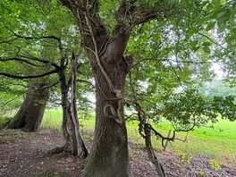Interesting tree