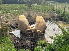 Hi piggys
