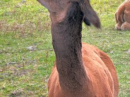 Alpaca