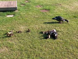 Wildlife wandering freely
