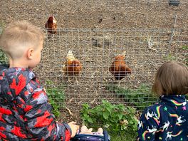Watching the chickens even more amazing experience the gentlemen took them both inside the coop too