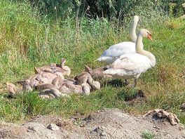 Swans and their sygnets in the field behind the site