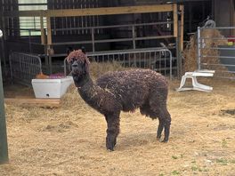 Also have alpacas