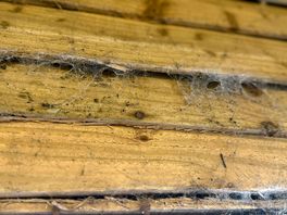 Established cobwebs