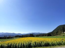 Sunflowers near the camp on the way to vintgar