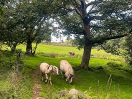 Horses by the stream trotted over to say hello!