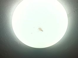 Lampe mit toten insekten