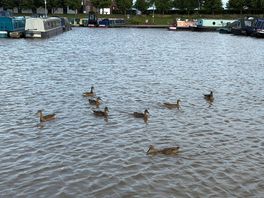 Feeding the duck in marina