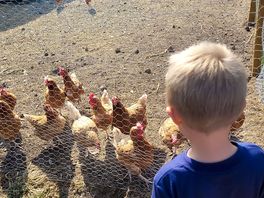 Lovely to see the chickens