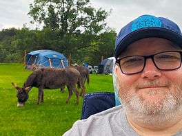 Just three donkeys chilling out.