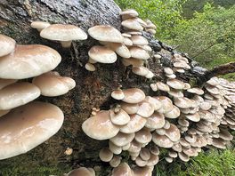 Lots of interesting things to look at
