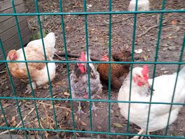 The gang of four including "le bully" who stole everyone's food by pecking them out of the way!!