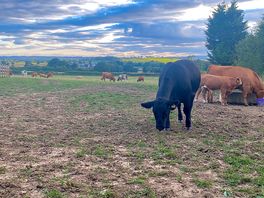 Cows