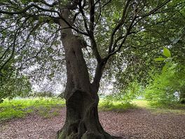 Another tree