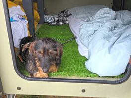 Camping pod with doggo