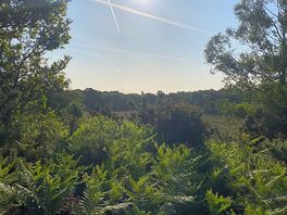 Morning walk around